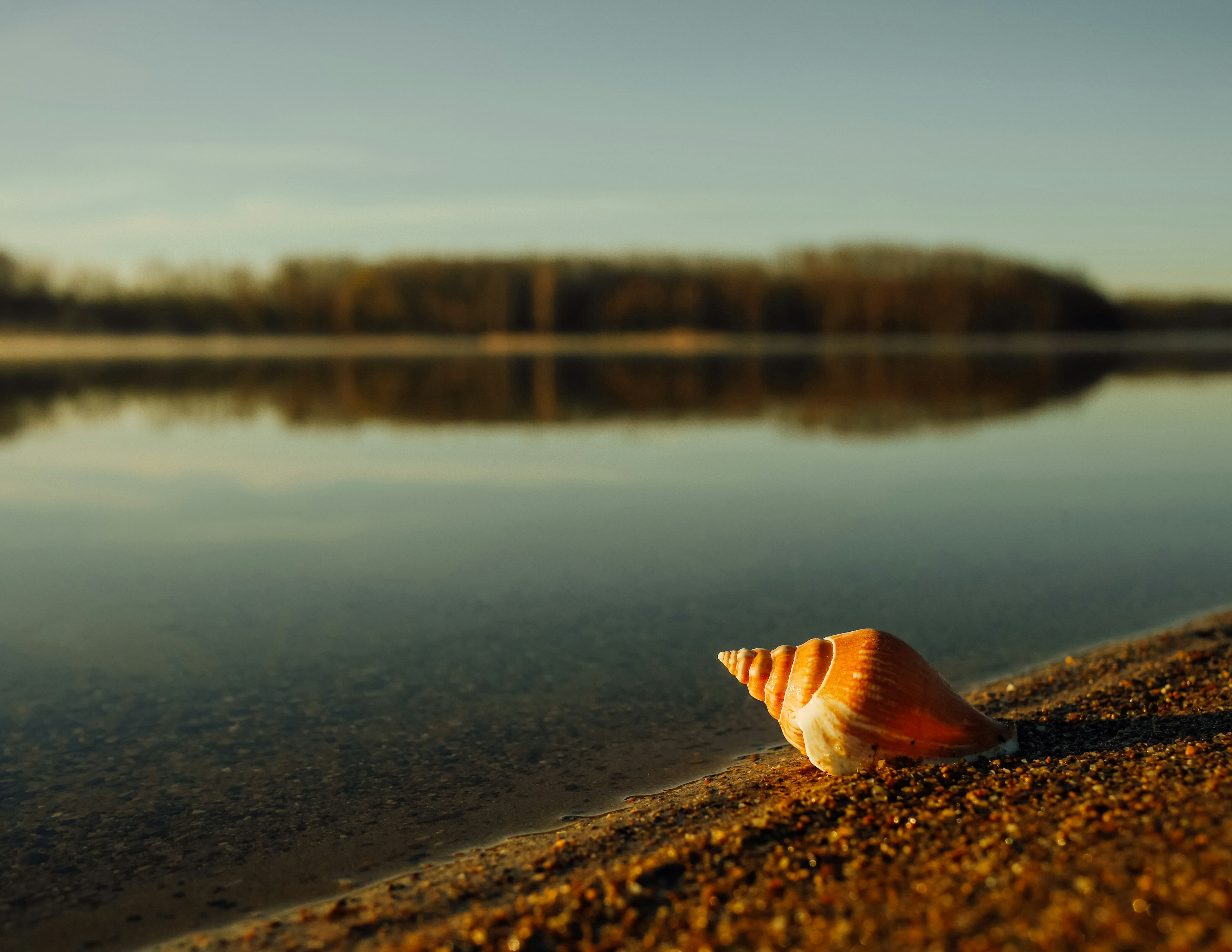 beige and brown seashell near body of water under blue sky